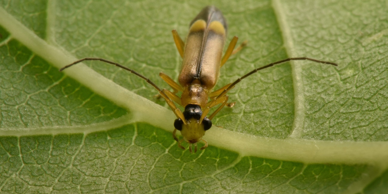 Cantharidae: Malthinus sp.?  S, Malthinus deceptor